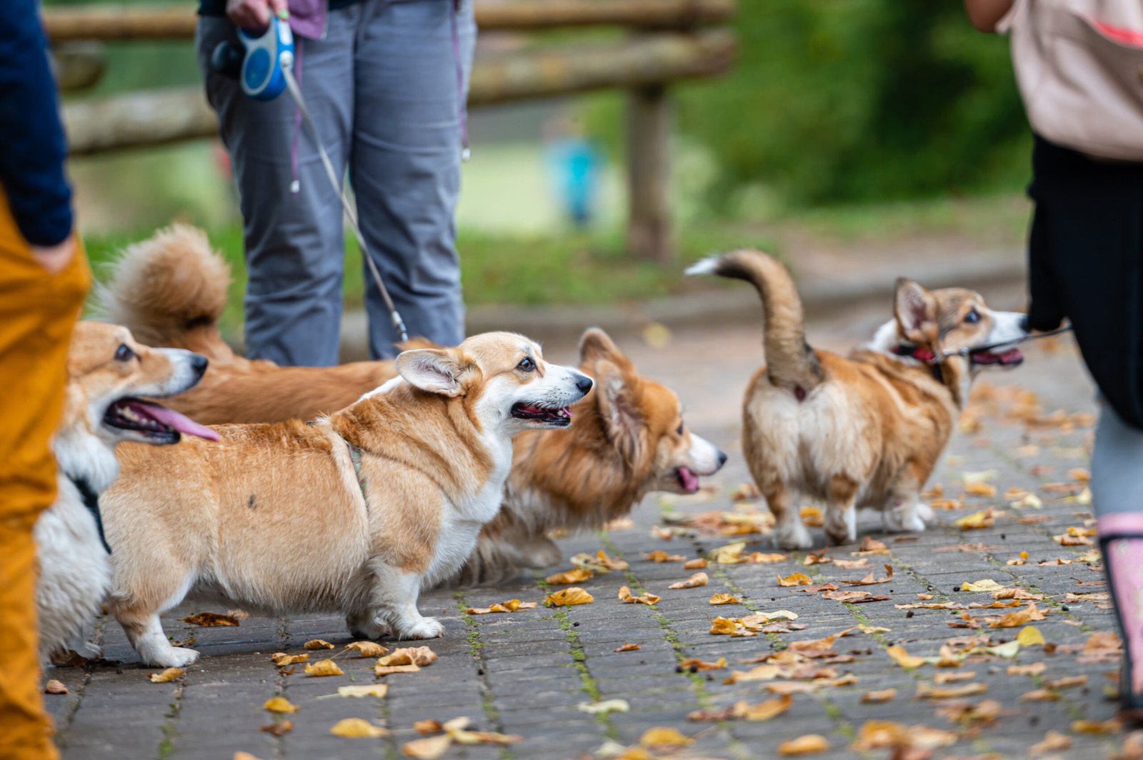 Several Welsh corgis walk with their owners on a leash on a rainy autumn day