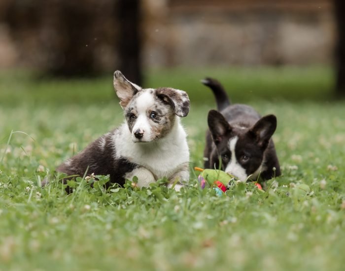 welsh-corgi-cardigan-cute-fluffy-dog-puppy-2023-11-27-04-59-09-utc